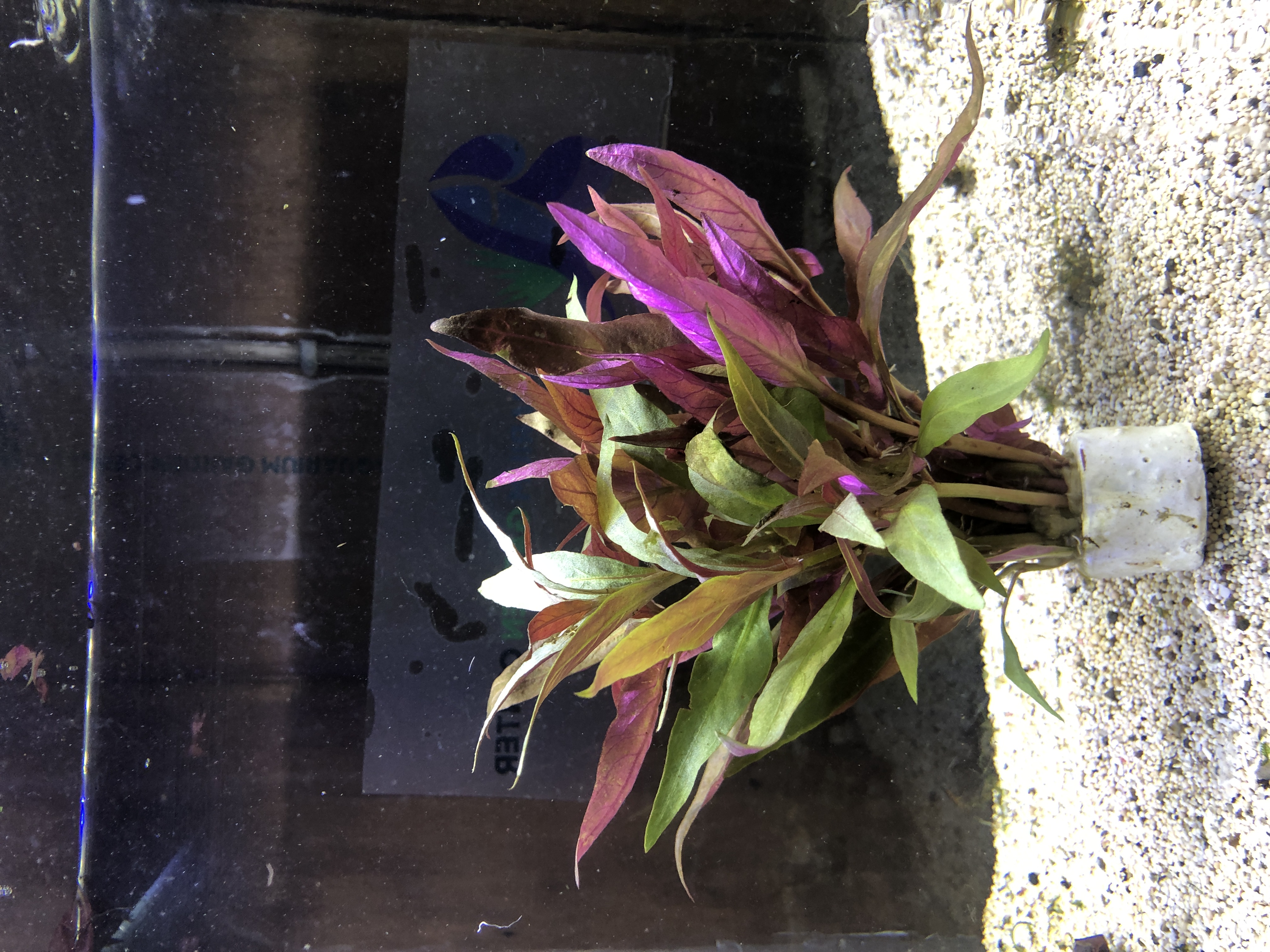 Alternanthera lilacina