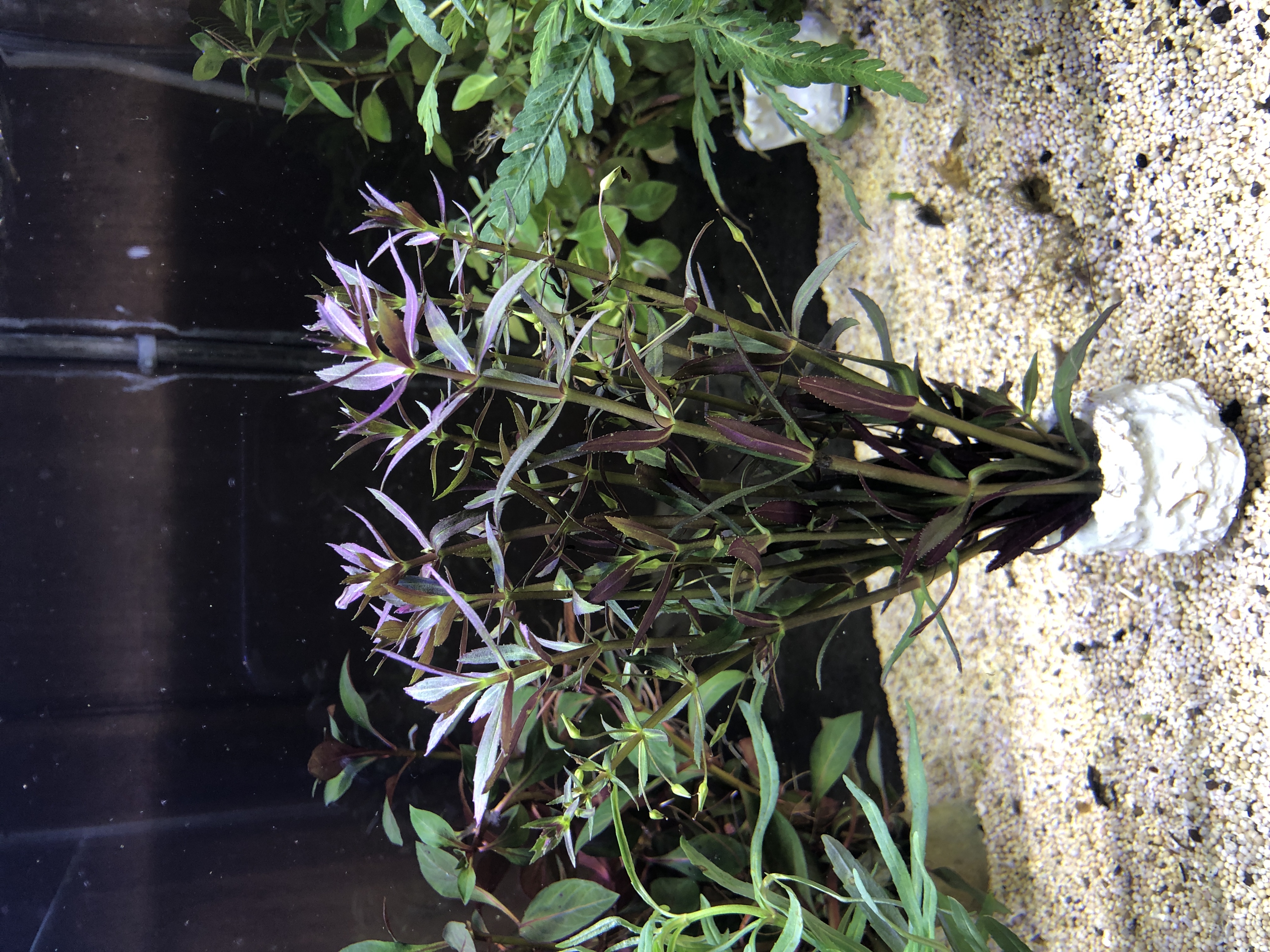 Limnophila aromatica