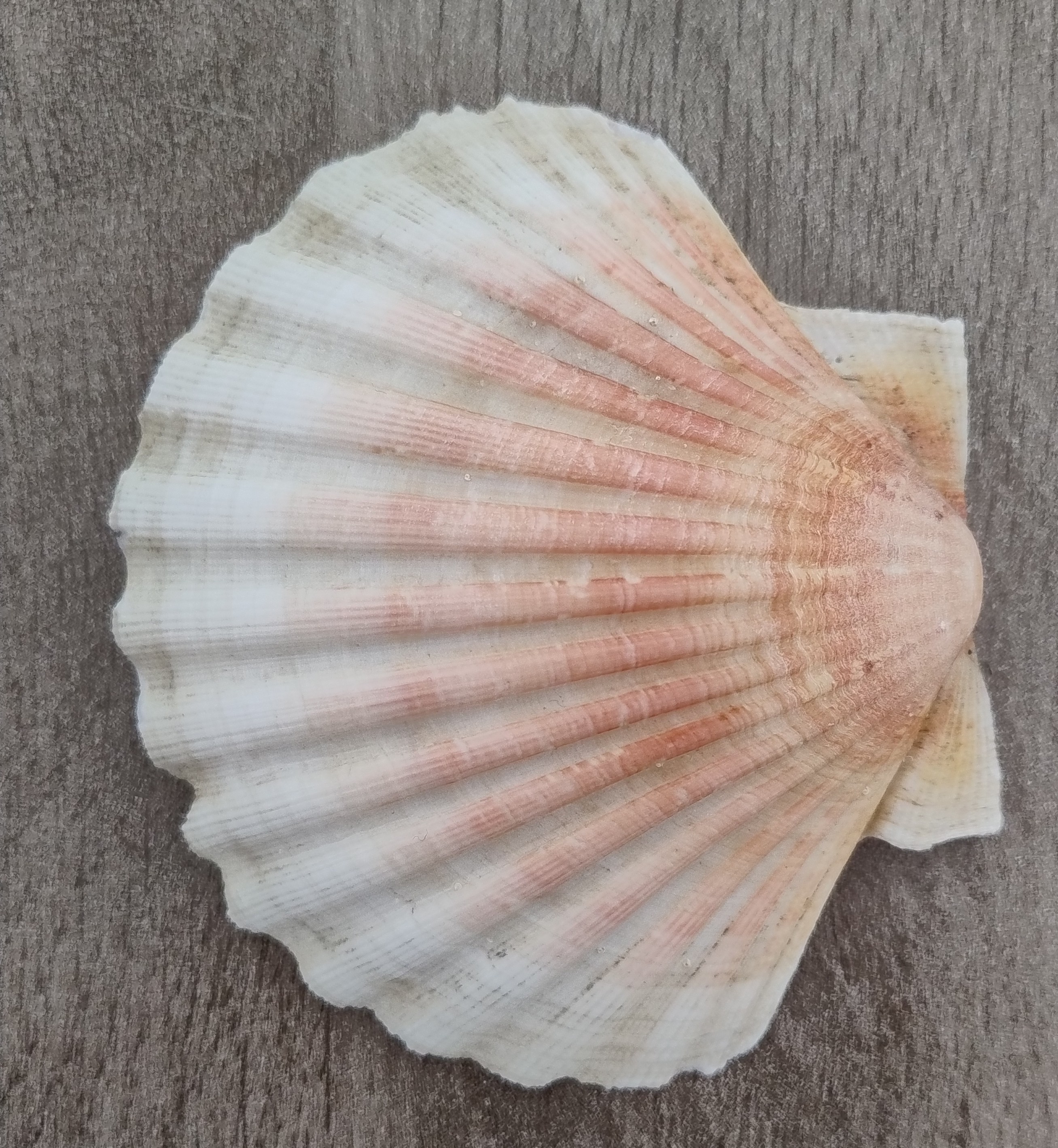 Coquille Saint Jacques