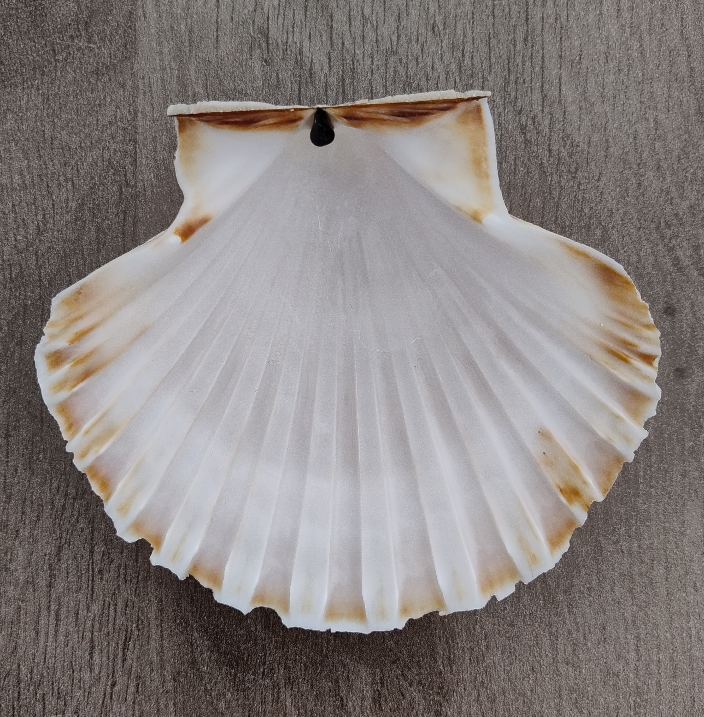 Coquille Saint Jacques