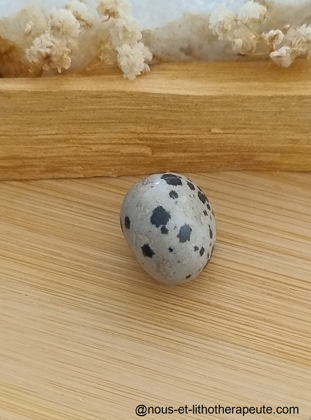 Jaspe dalmatien 