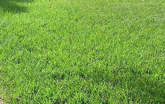 Fescue grass - Premium Lawn Grass Varieties
