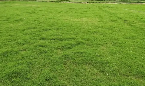 Fescue grass - Premium Lawn Grass Varieties