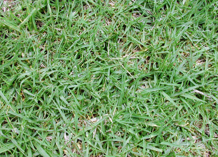 Kikuyu Grass - Premium Lawn Grass Varieties