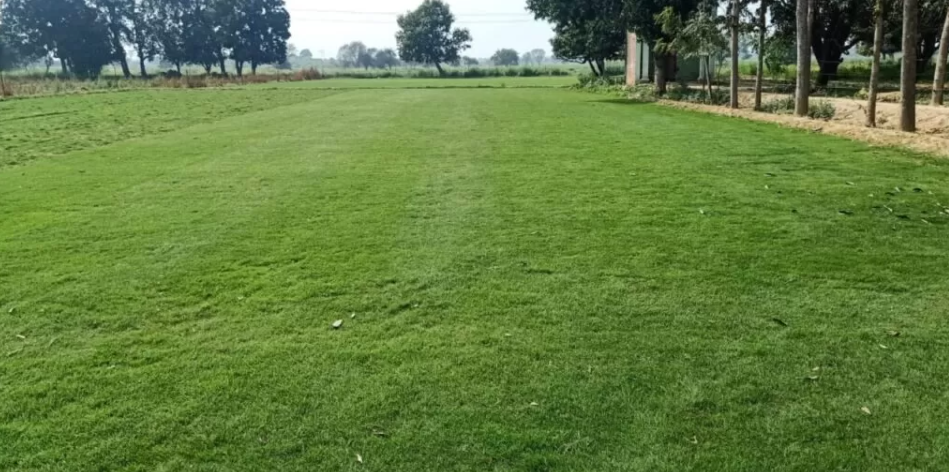 Korean Carpet Natural Lawn Grass