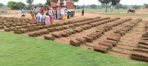 Korean Carpet Natural Lawn Grass