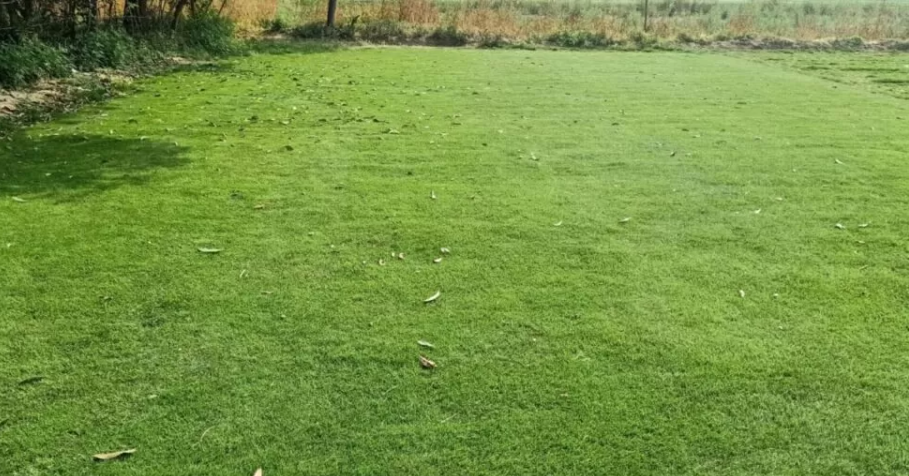 Korean Carpet Natural Lawn Grass