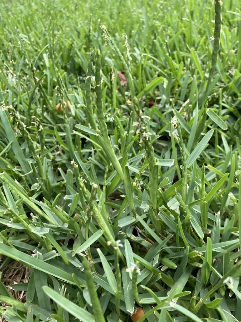 St. Agustin Lawn Grass