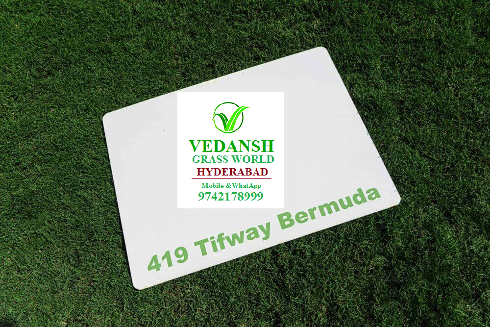 Tifway 419 Bermuda Grass in Hyderabad