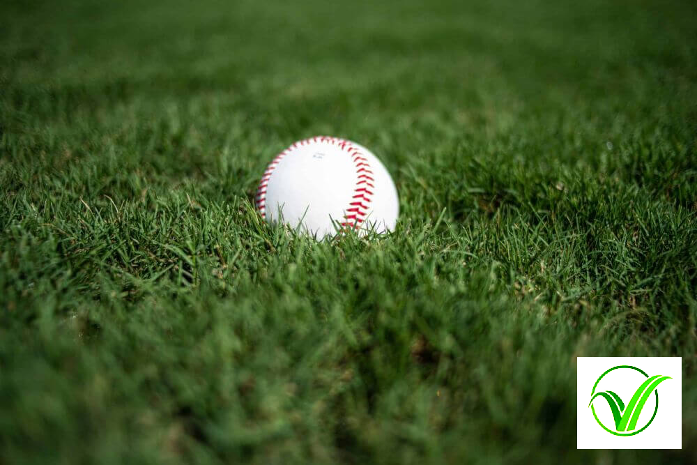 Tifway 419 Bermuda Grass in Hyderabad