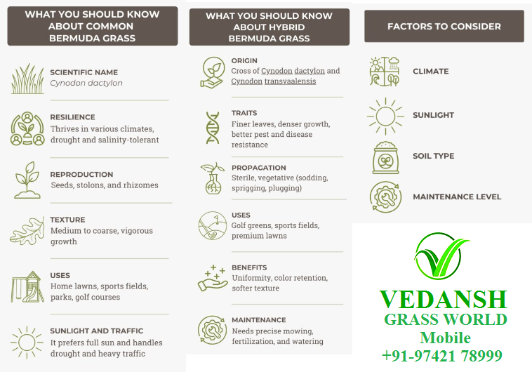 Tifway 419 Bermuda Grass in Hyderabad