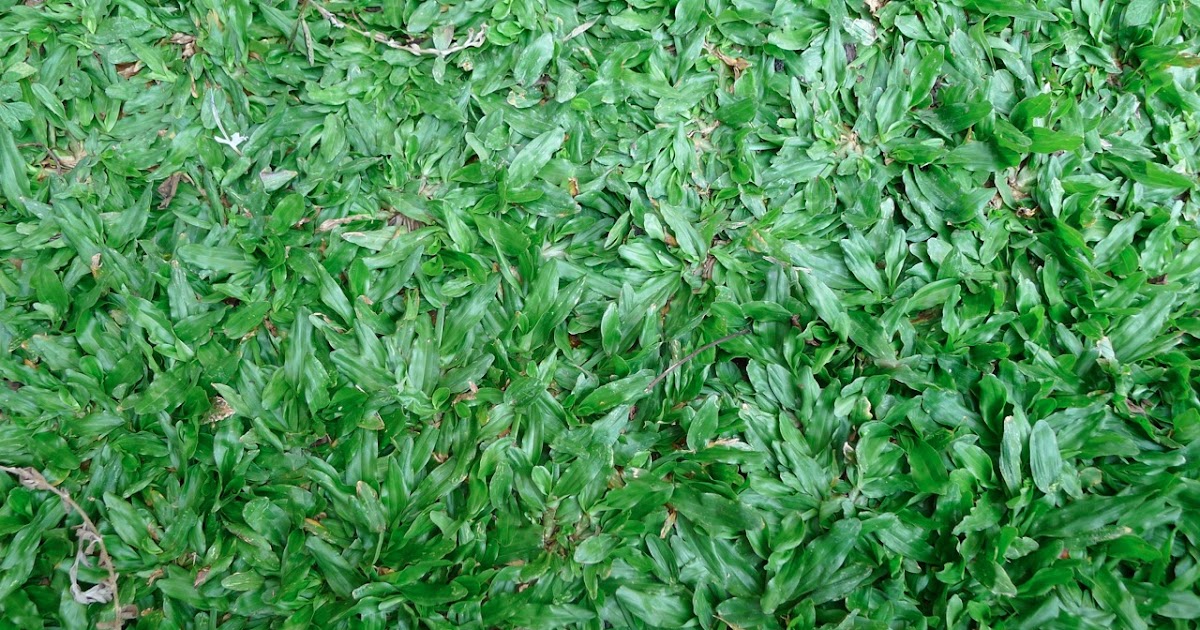 Thai Dwarf Pearl Grass - Premium Lawn Grass Varieties