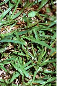 Thai Dwarf Pearl Grass - Premium Lawn Grass Varieties