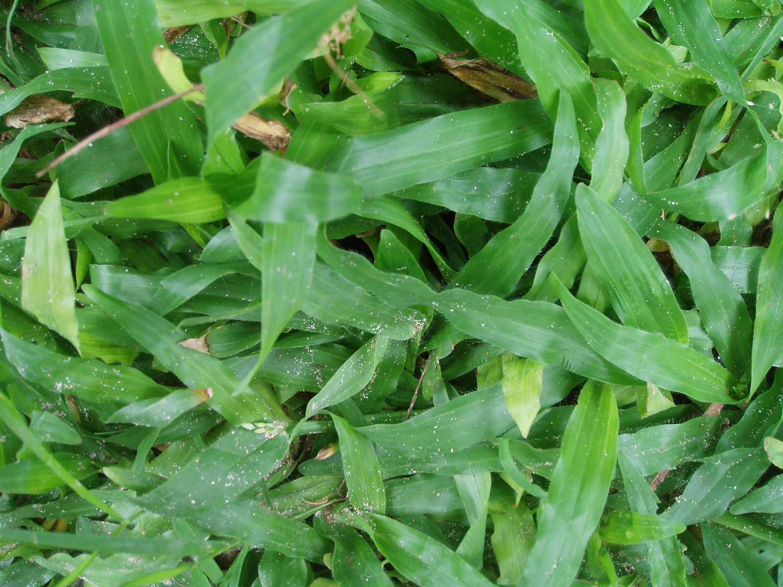 Thai Dwarf Pearl Grass - Premium Lawn Grass Varieties