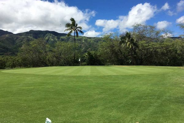 Seashore Paspalum - Premium Lawn Grass Varieties