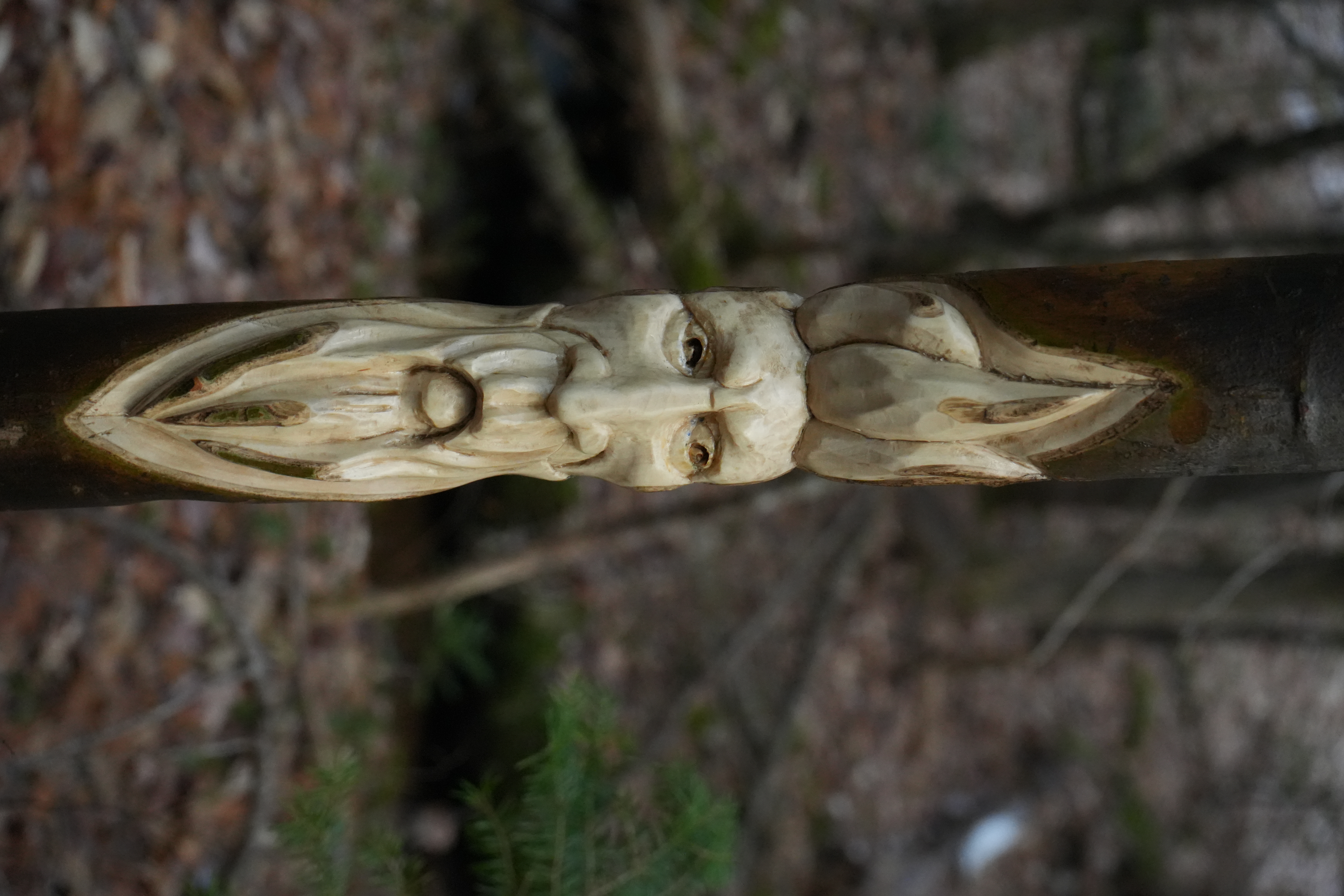 Face carving in poplar branch
