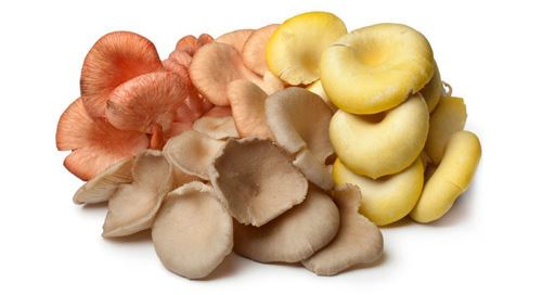 Mix de Cogumelos Gourmet