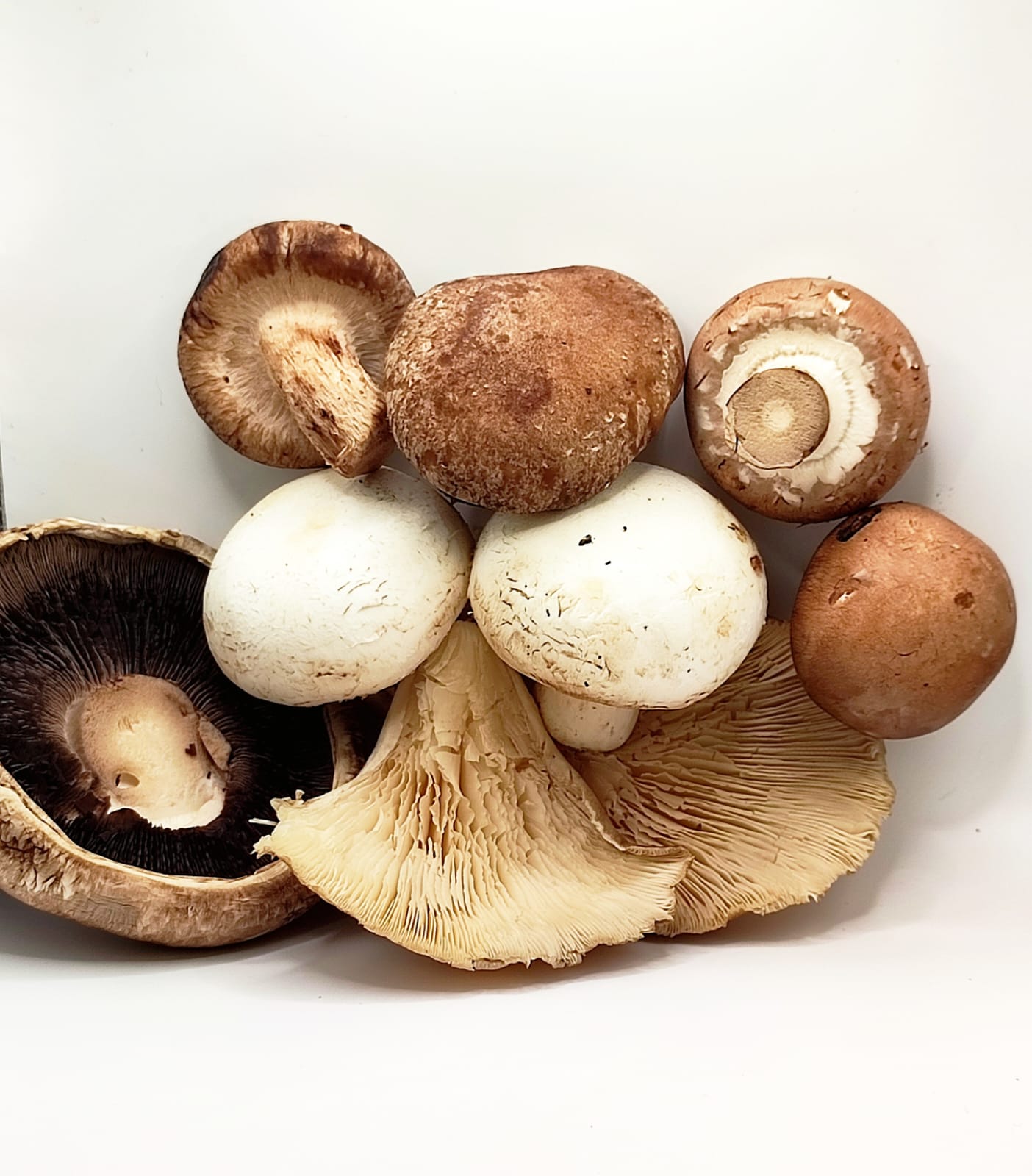 Mix Cogumelos Frescos Exóticos Premium