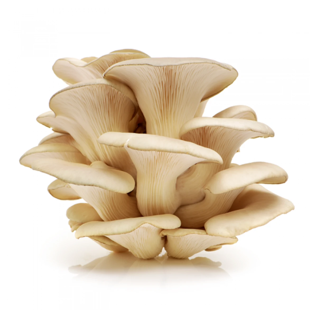 Cogumelos Pleurotus