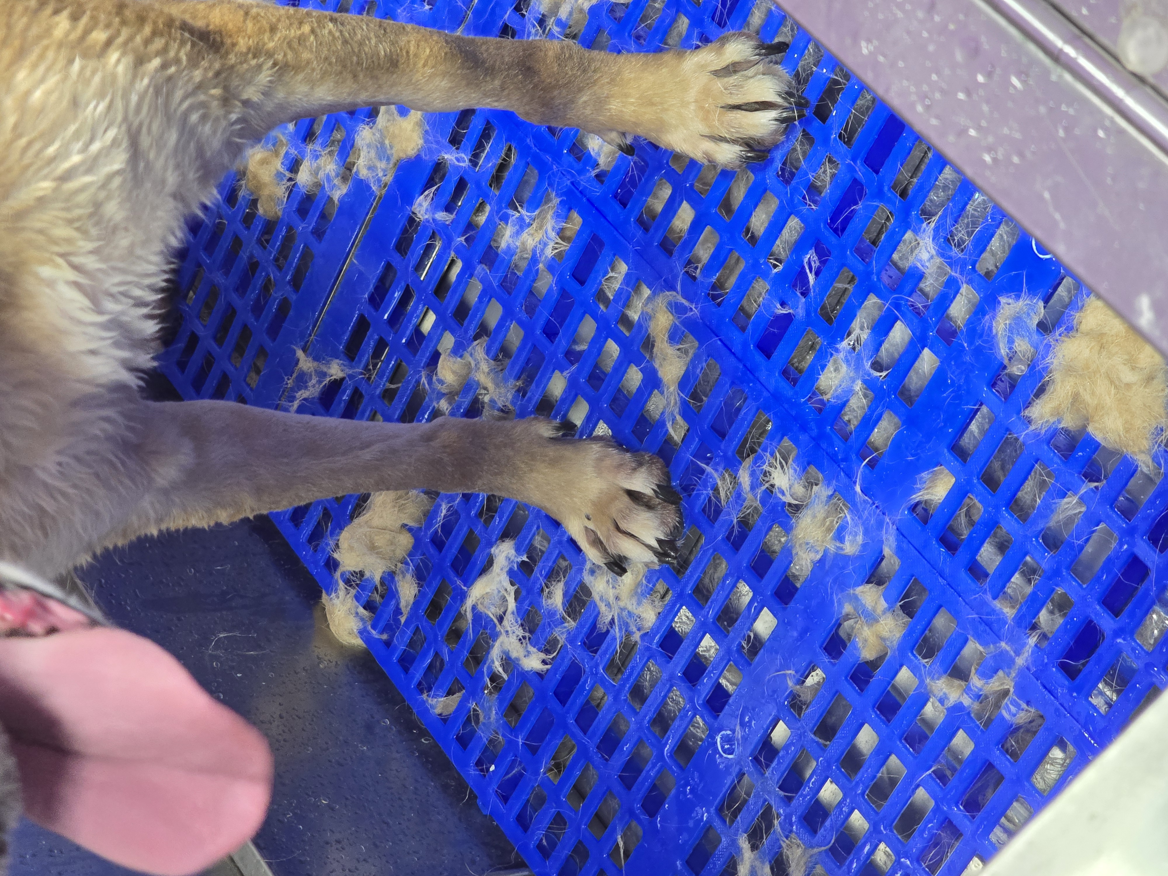 DeShedding Dog Bath
