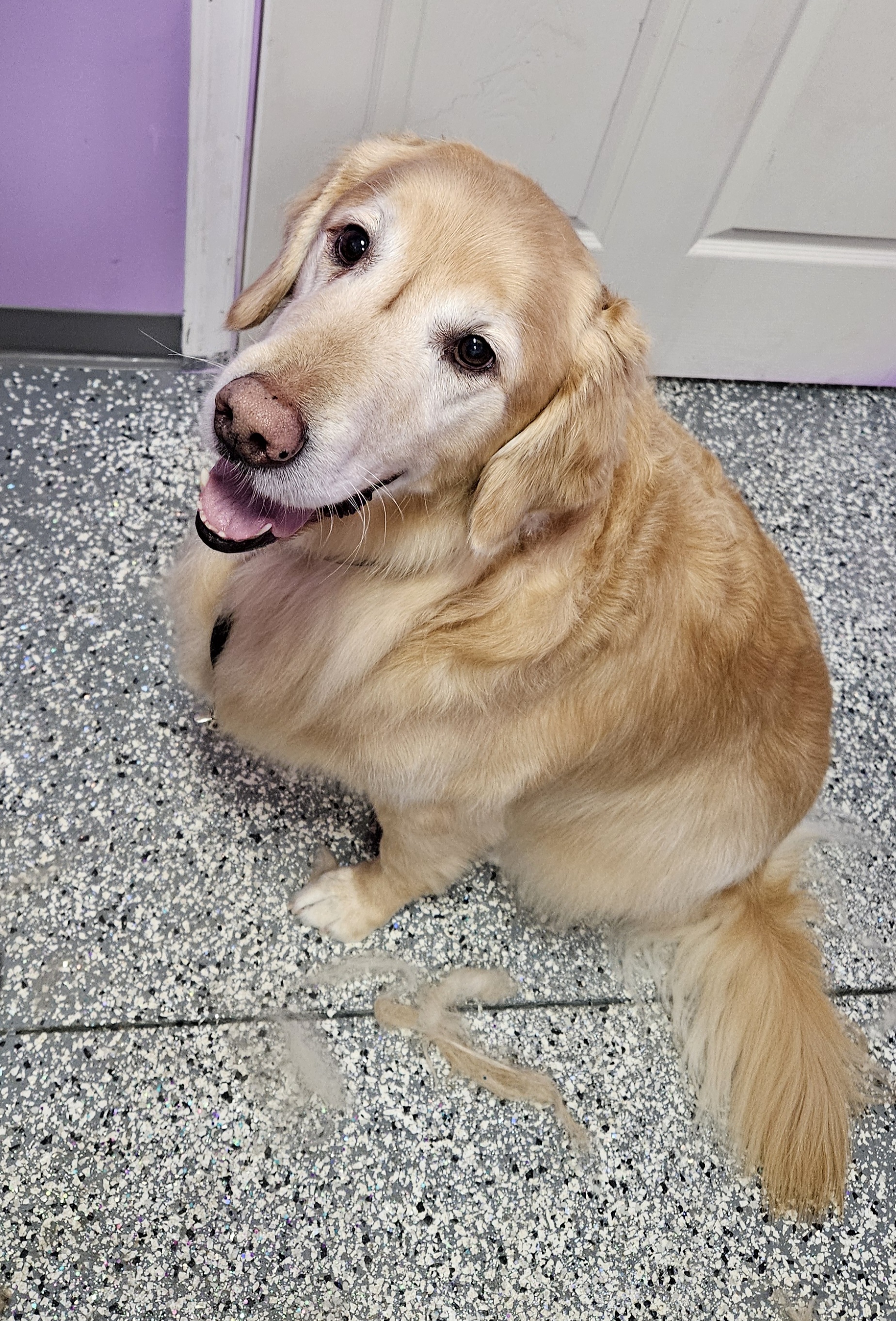Large dog 51 pounds Plus Pet Haircut and Bath