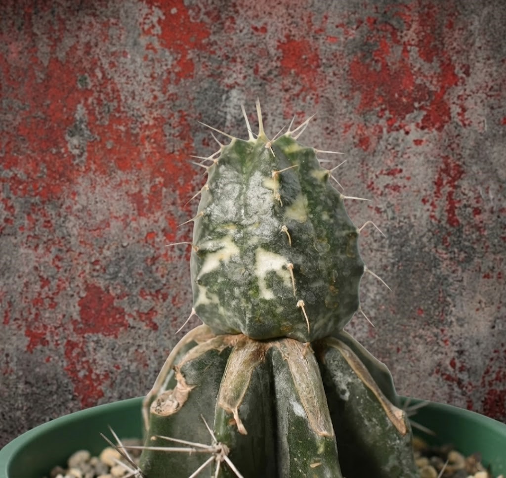 Echinocereus knippleanus variegated