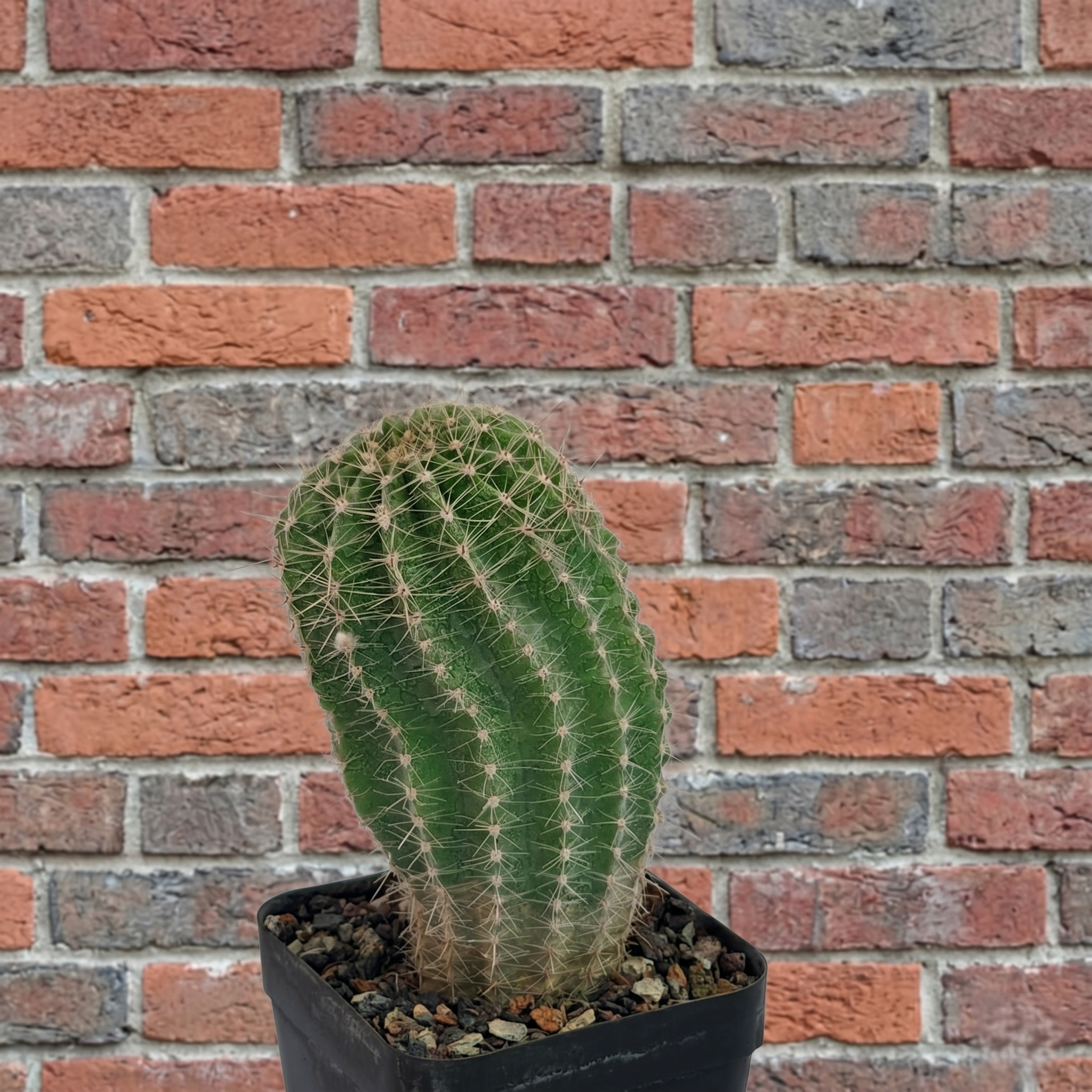 Echinopsis hybrid 'Gyda'