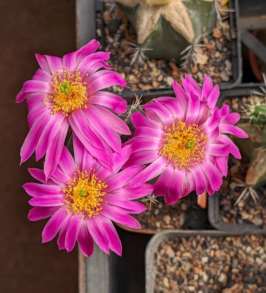 Echinocereus knippleanus variegated