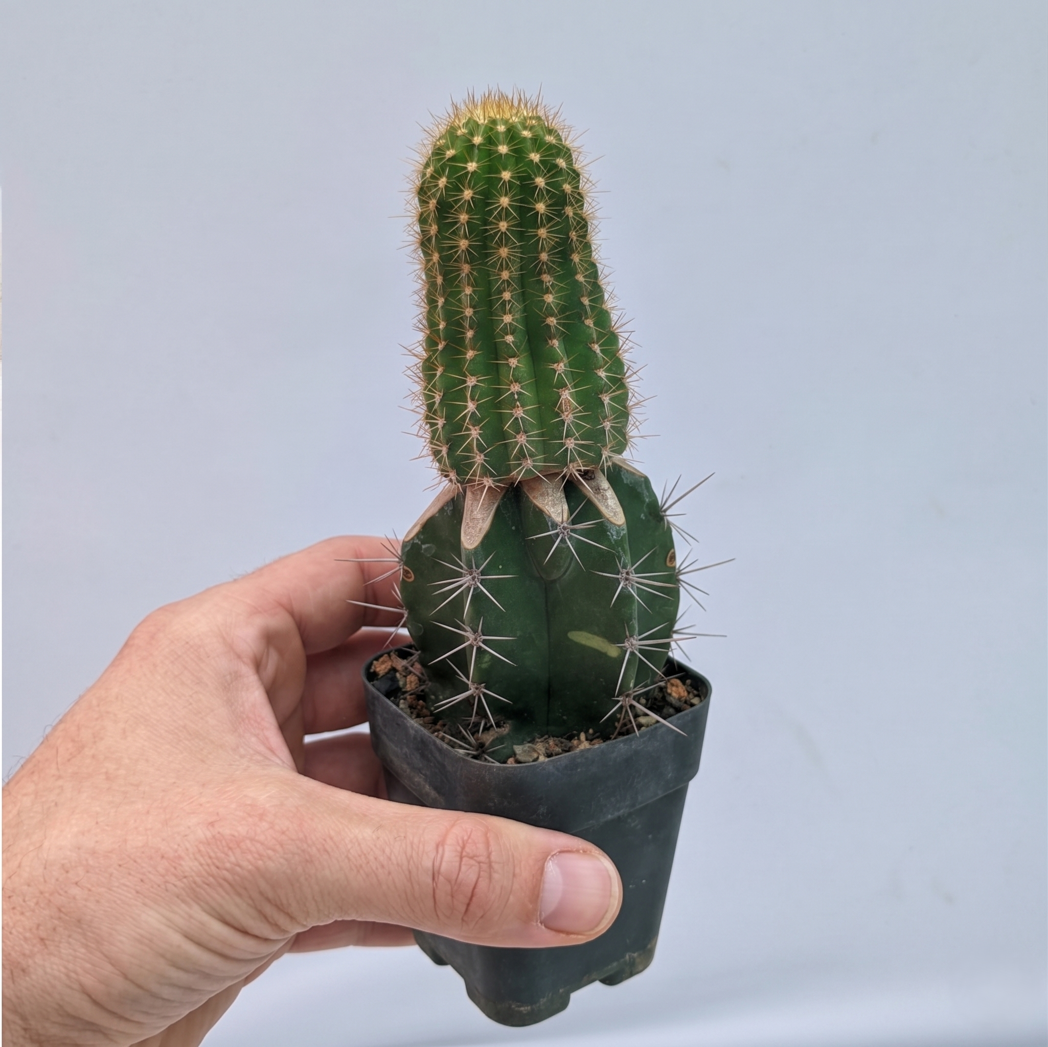 Trichocerous hybrid Buena vista