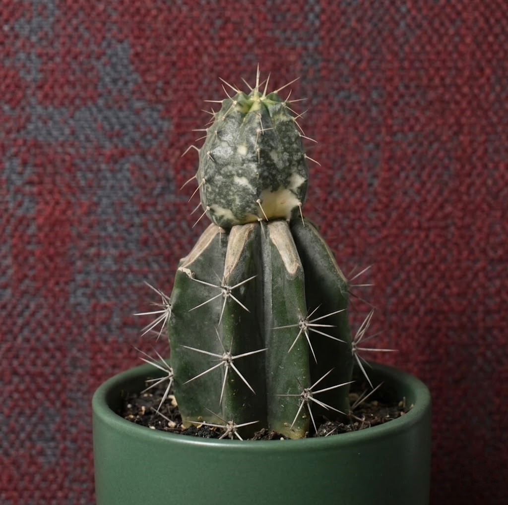 Echinocereus knippleanus variegated