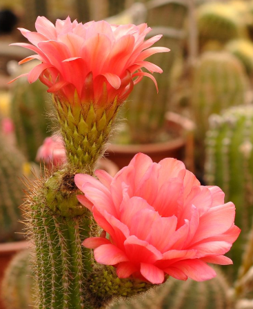 Trichocerous hybrid Buena vista