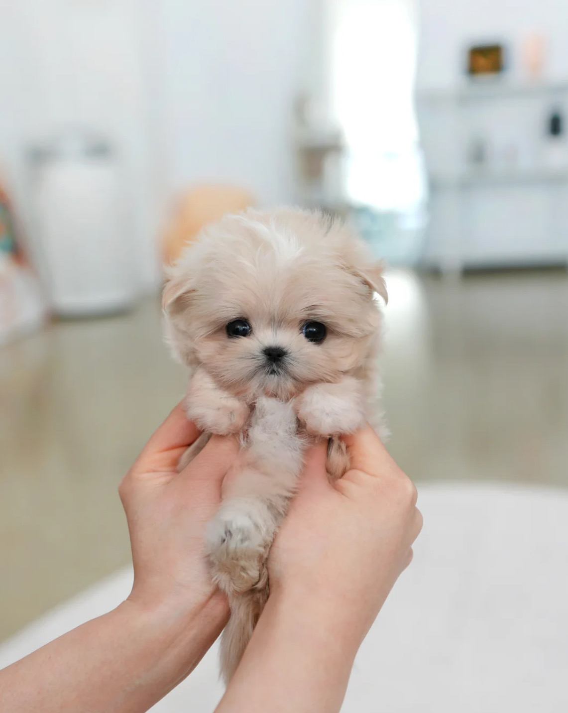 LILY