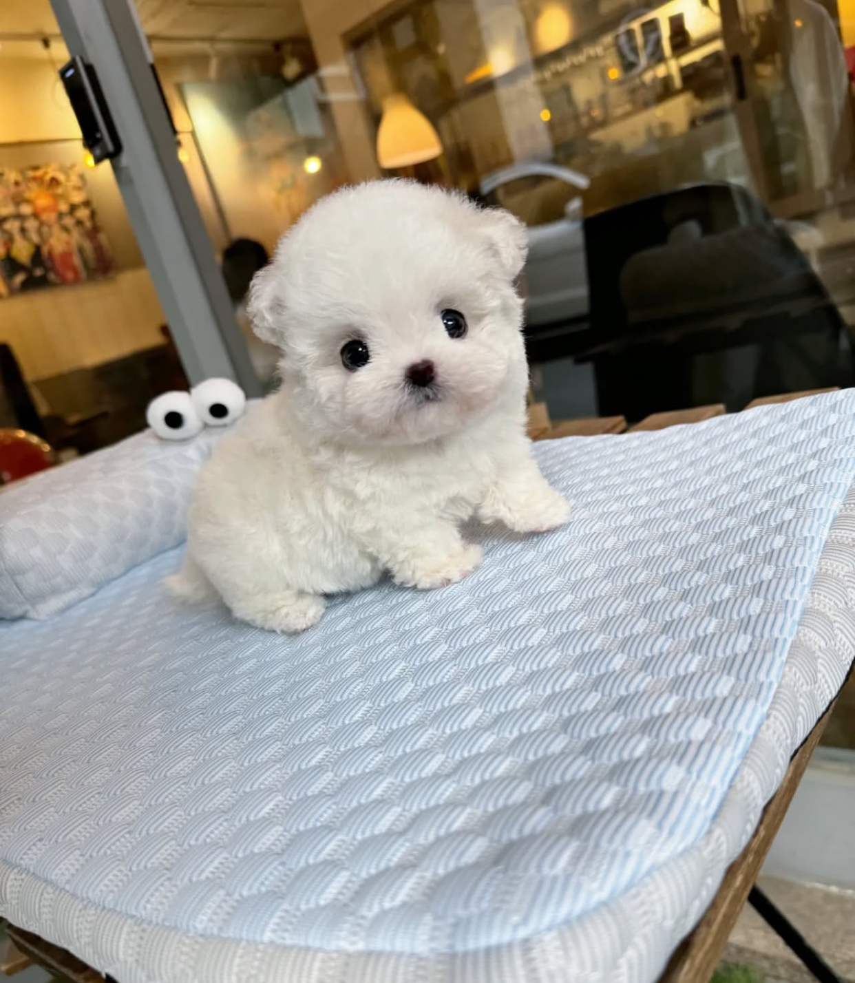 KIKO