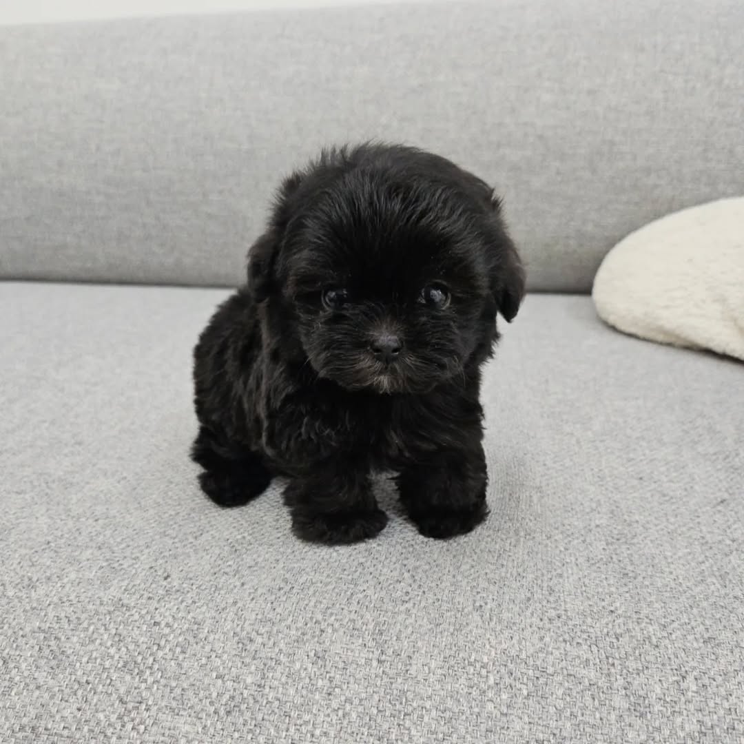 PACO