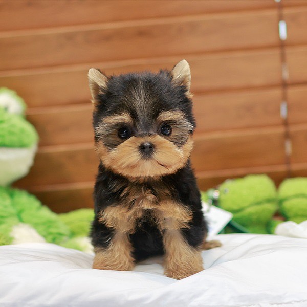 BENJI