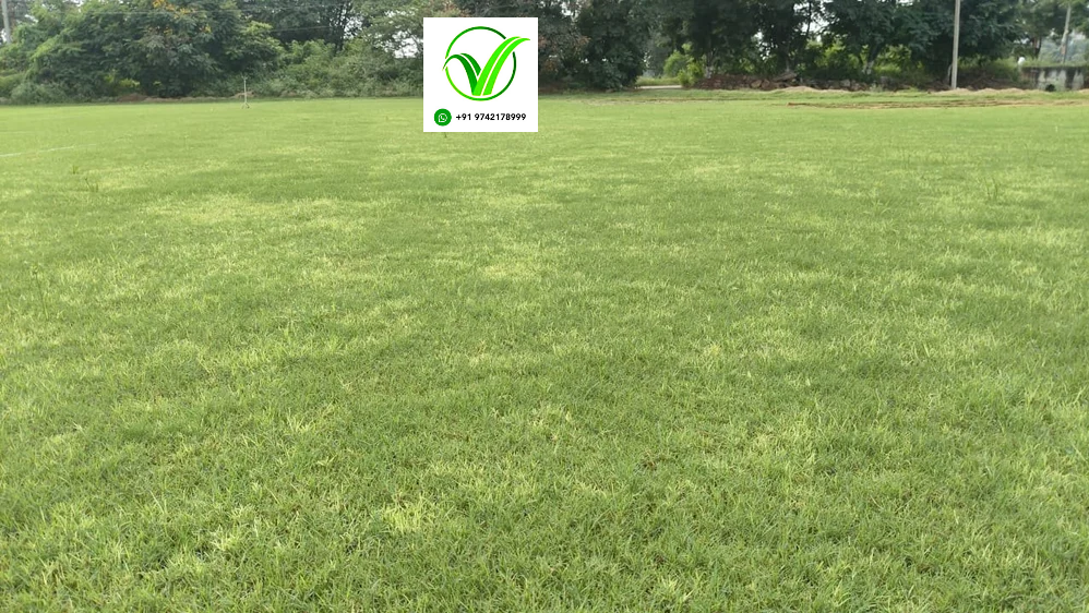 Cricket Ground Natural Grass
