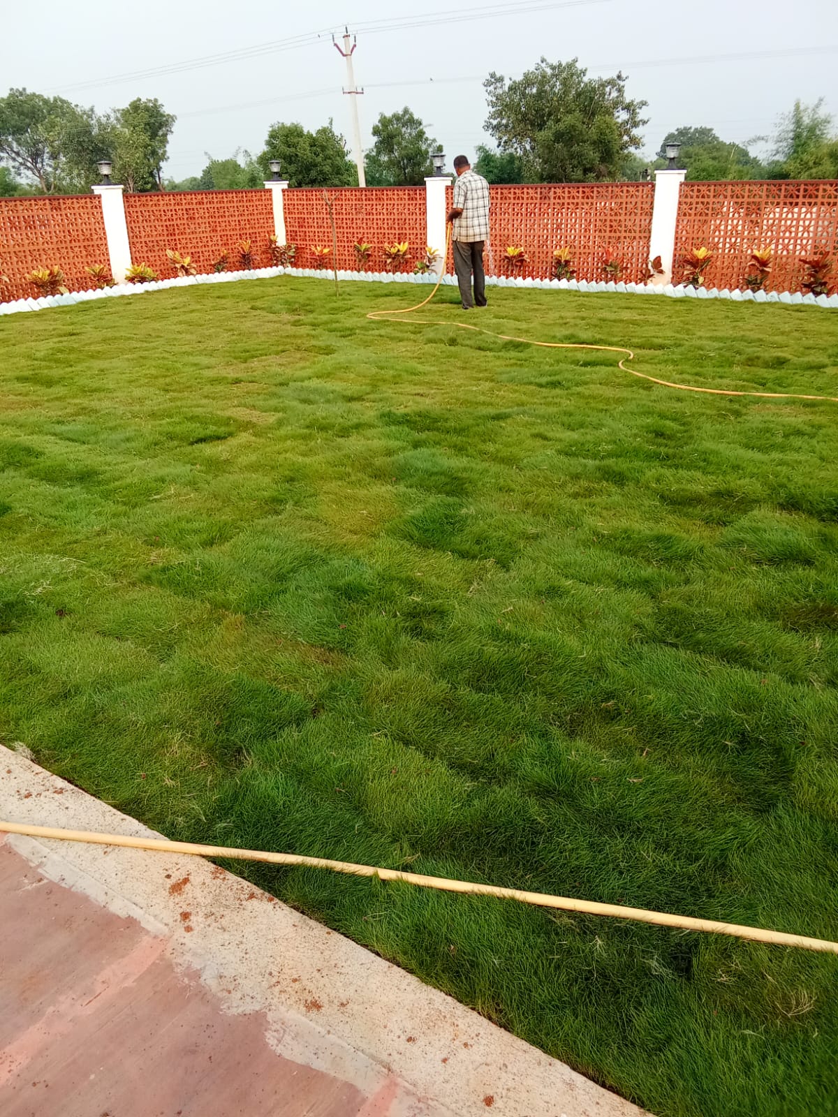 Korean Carpet Grass