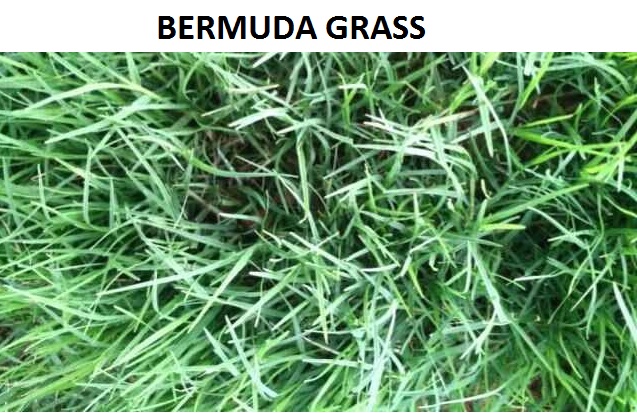 Bermuda Grass