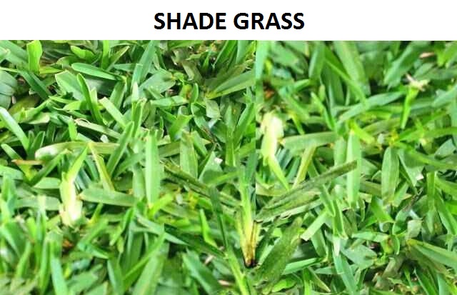 Shade Grass