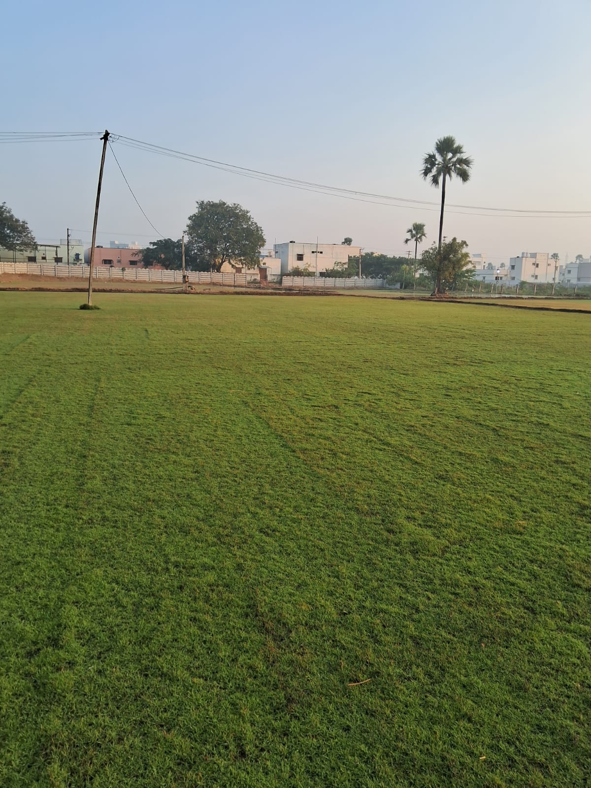 Natural Lawn Grass Rolls