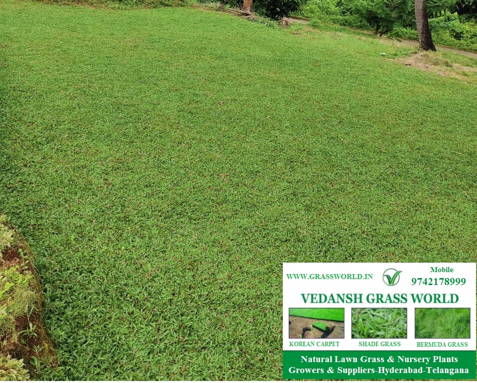 Natural Lawn Grass -Thai Dwarf Pearl Grass-Axonopus spp