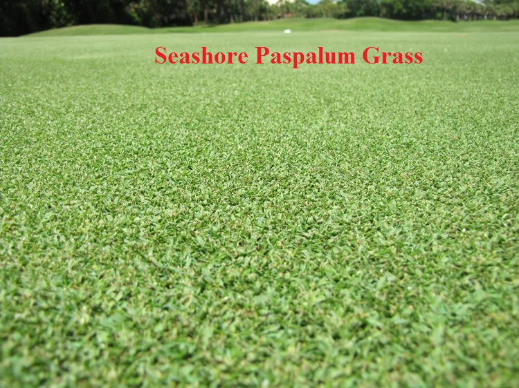 Seashore Paspalum Grass