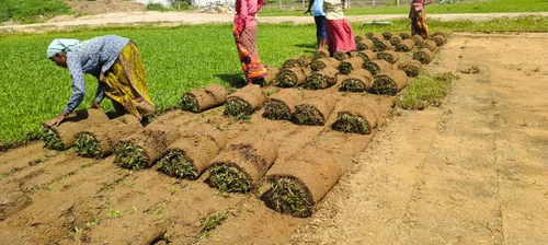 Natural Lawn Grass Rolls