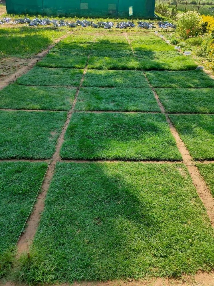 Bermuda Grass