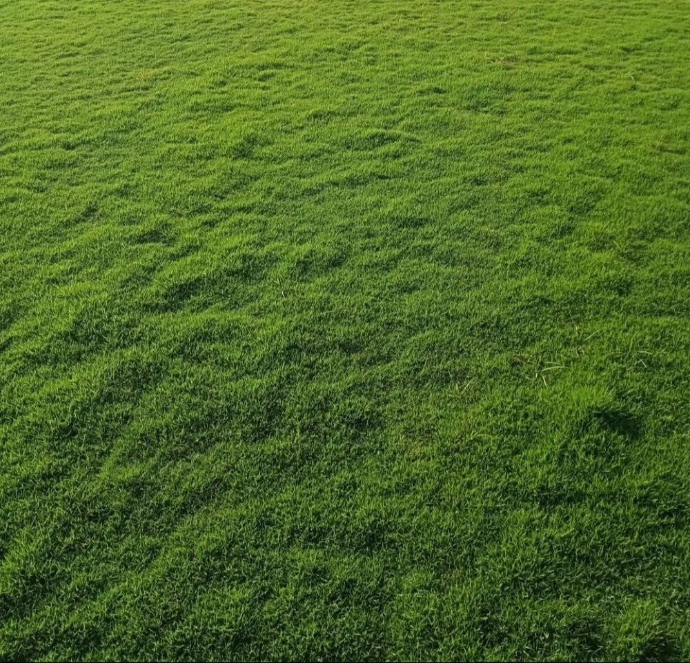 Natural Lawn Grass -Thai Dwarf Pearl Grass-Axonopus spp