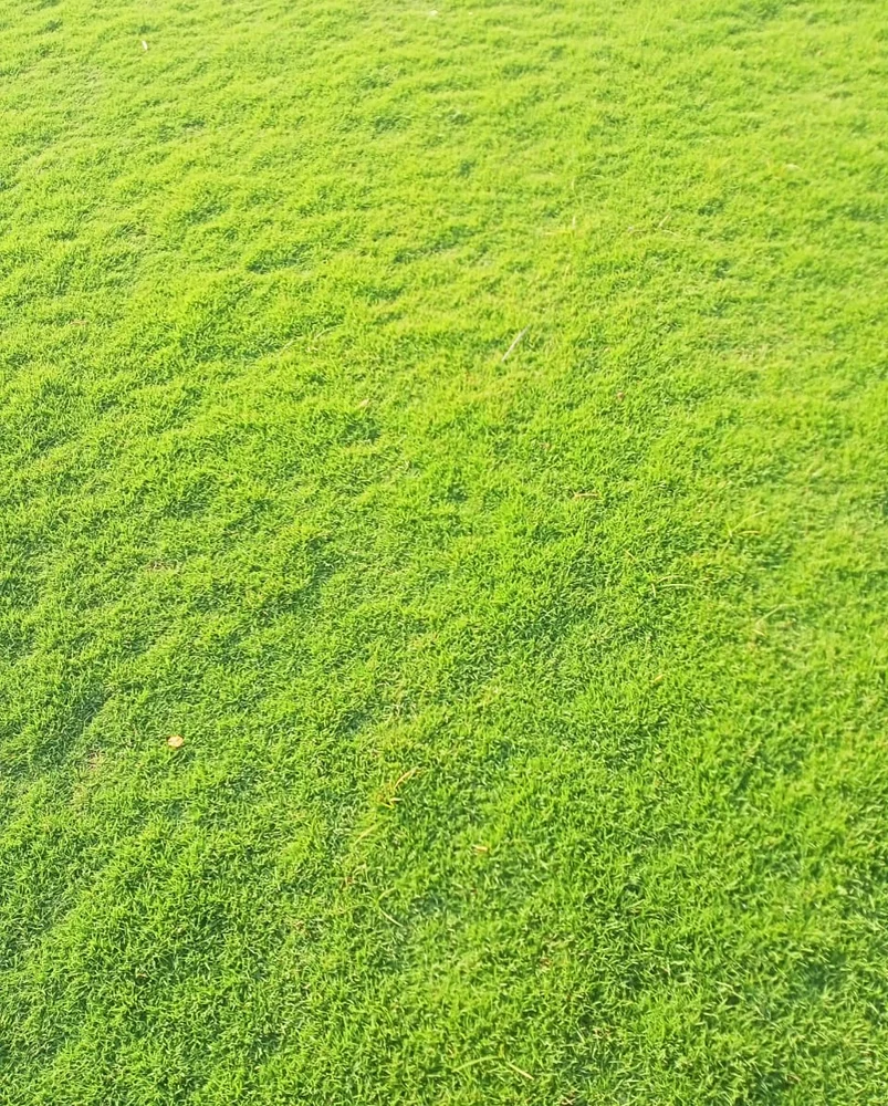 Natural Lawn Grass -Thai Dwarf Pearl Grass-Axonopus spp