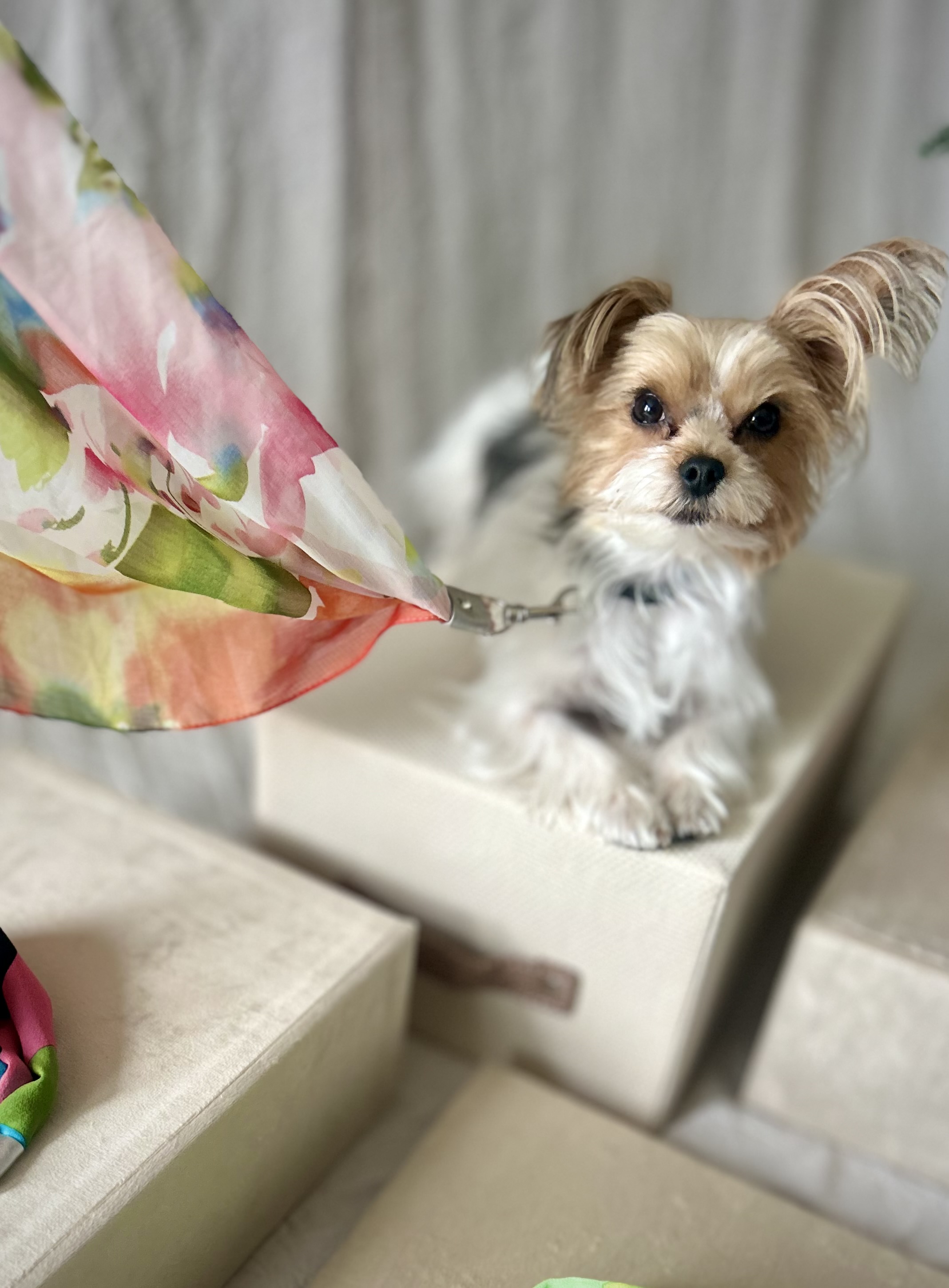 Villa Fiorita   No. 101