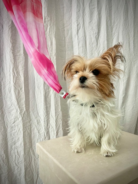 Rose Horizon   No. 105