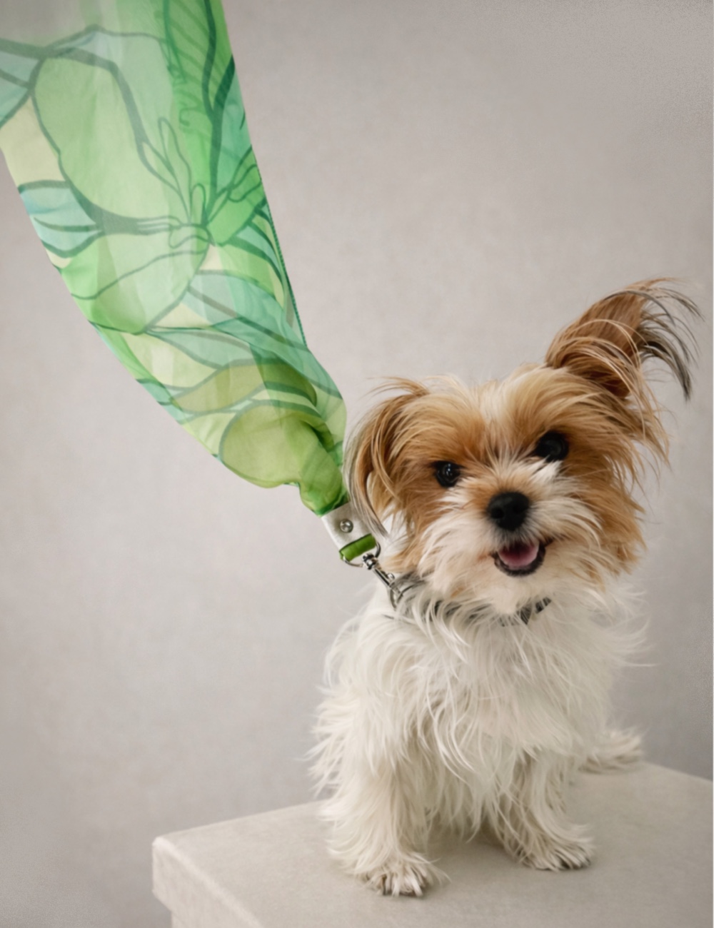 Palazzo Verde   No. 119