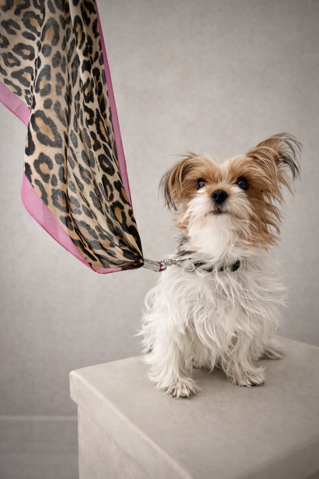 Zahara Rouge   No. 111